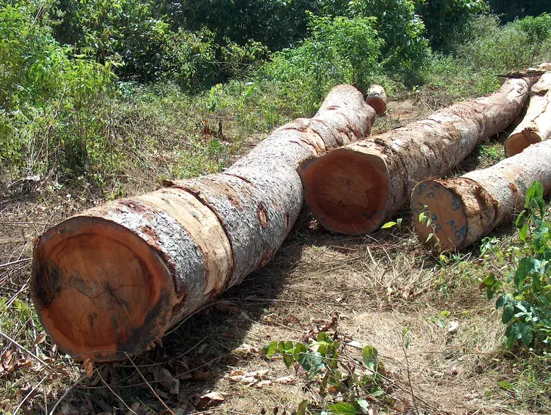 Troncos marcados e inventariados en parque forestal